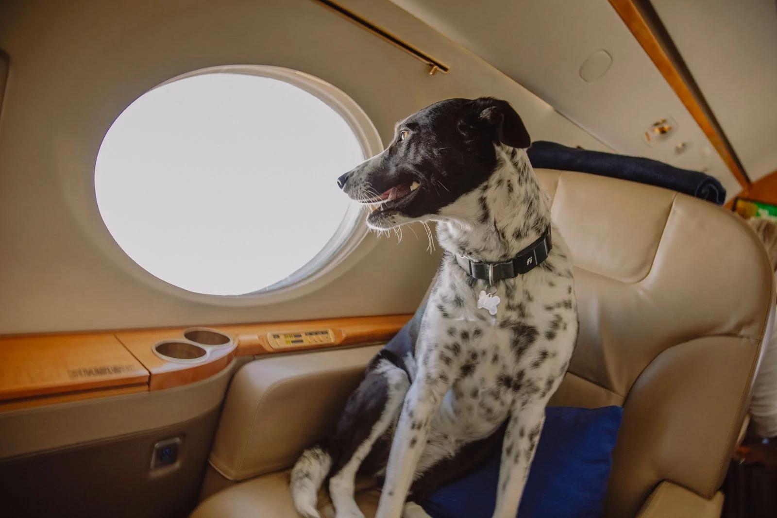 BARK Air tidak membatasi ukuran hewan peliharaan di kabin.