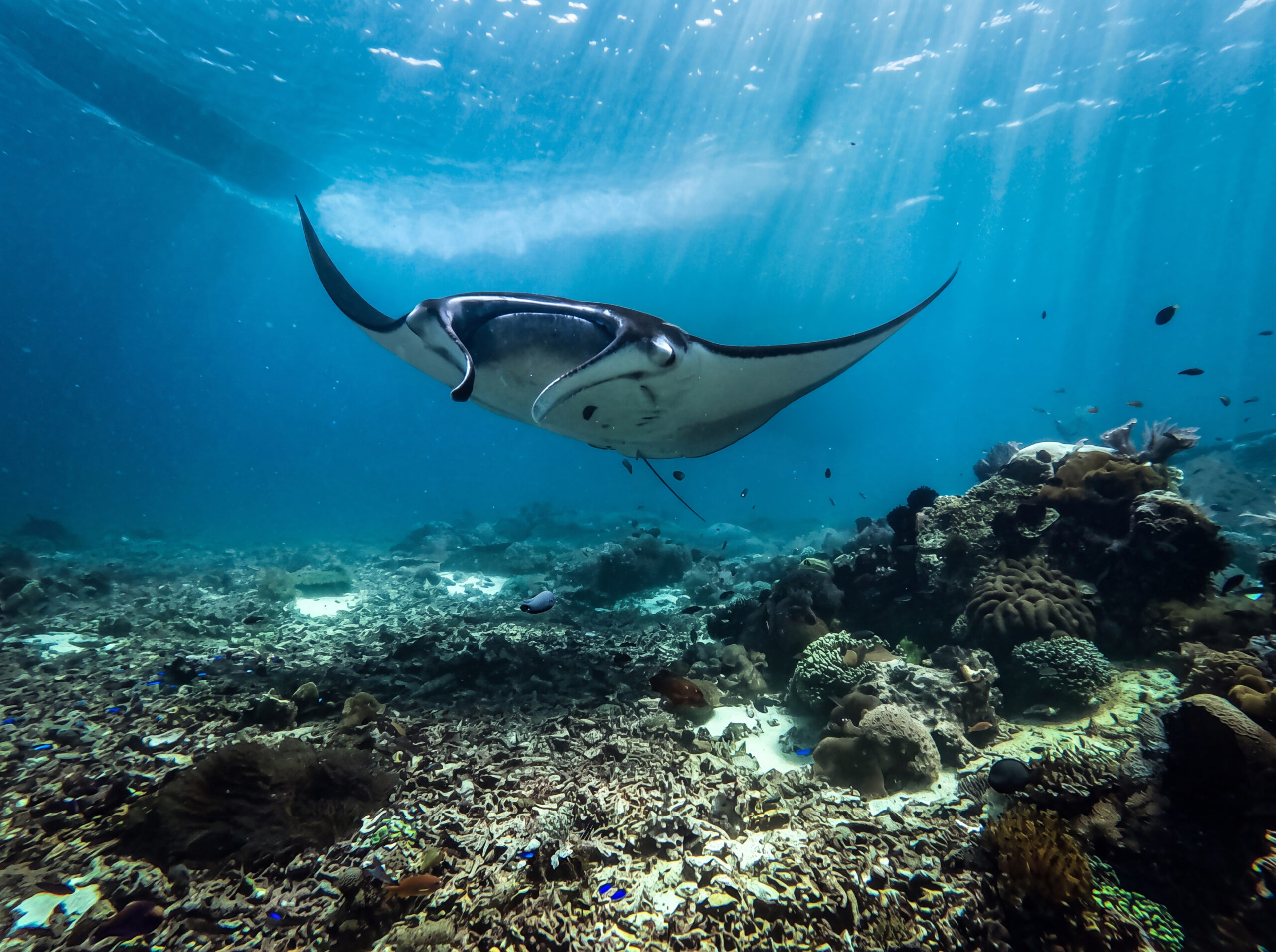 Ikan pari manta.