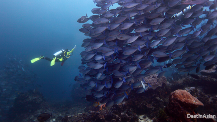 Kawanan ikan di titik penyelaman Castle Rock di TN Komodo. (Foto oleh Jerry Aurum).