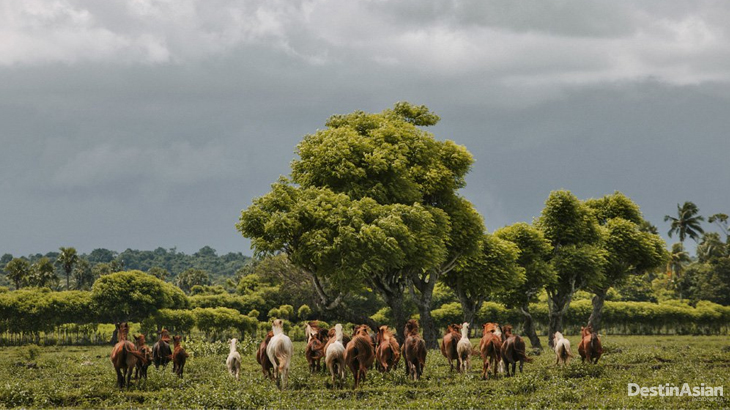 Kuda-kuda Sumba di padang rumput di Mbrukulu, Sumba Timur.